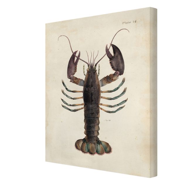 Cuadros modernos Vintage Illustration Lobster
