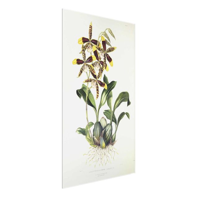 Reproducciones de cuadros Maxim Gauci - Orchid II