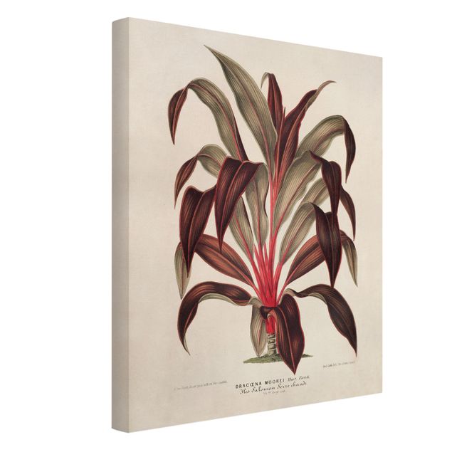 Cuadros plantas Botany Vintage Illustration Of Dragon Tree