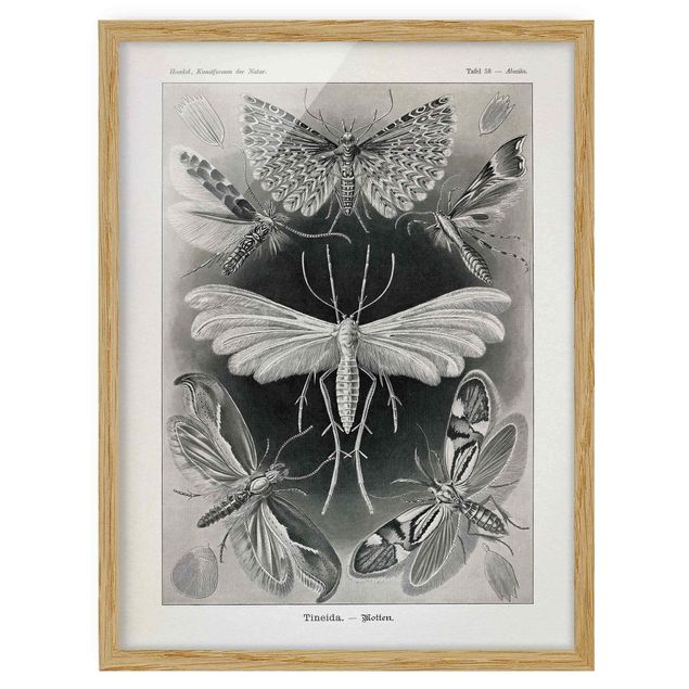 Pósters enmarcados vintage Vintage Board Moths And Butterflies