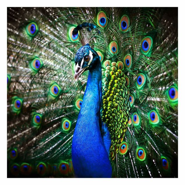 Papel de pared Noble Peacock