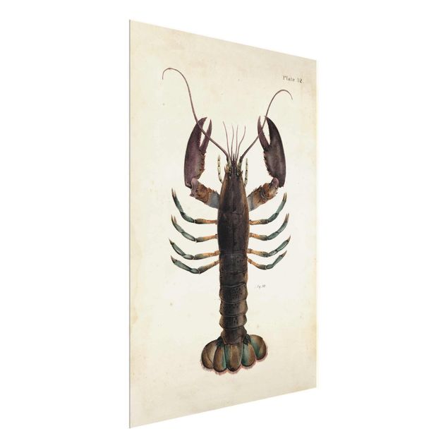 Cuadros decorativos vintage Vintage Illustration Lobster