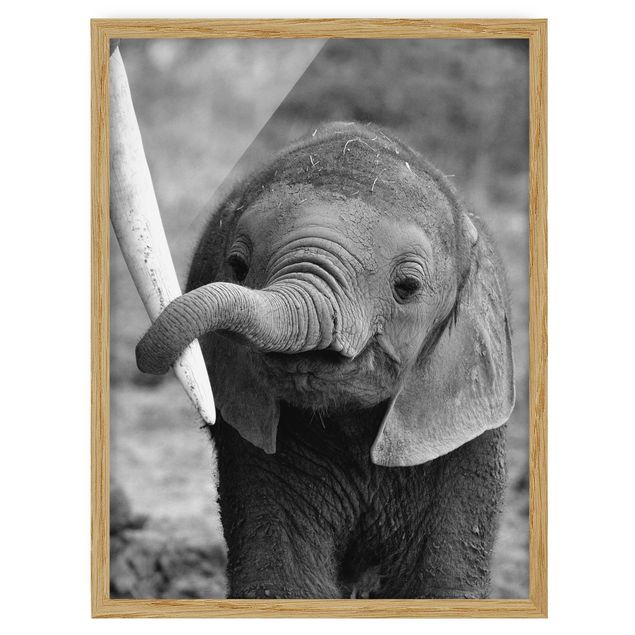 Pósters enmarcados de animales Baby Elephant