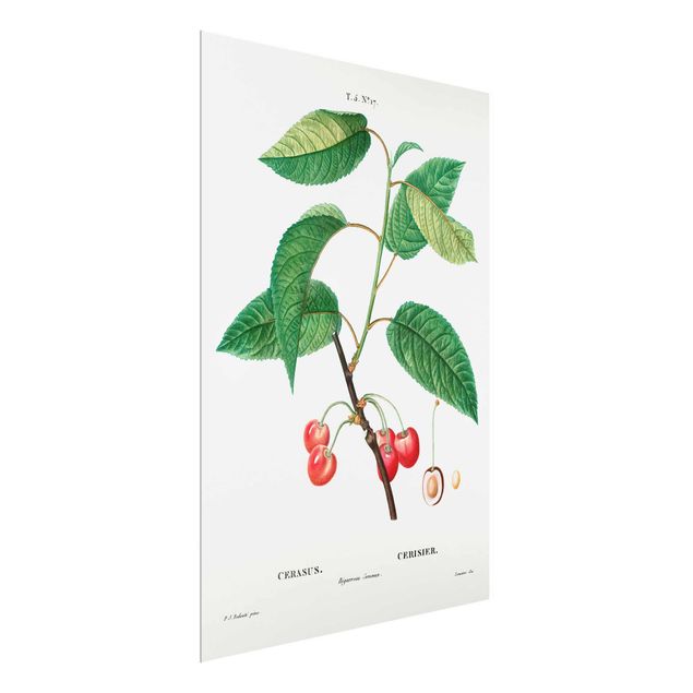 Cuadros plantas Botany Vintage Illustration Red Cherries