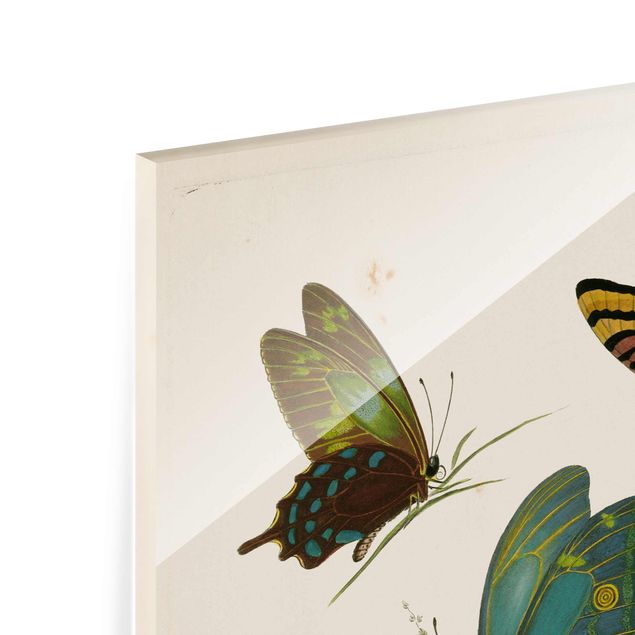 Cuadros decorativos Vintage Illustration Exotic Butterflies