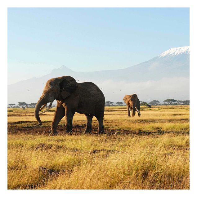 Papel pintado moderno Elephants In Front Of The Kilimanjaro In Kenya