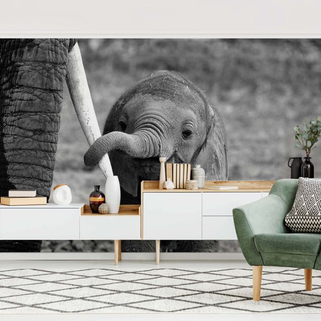 Papel pintado elefantes Baby Elephant