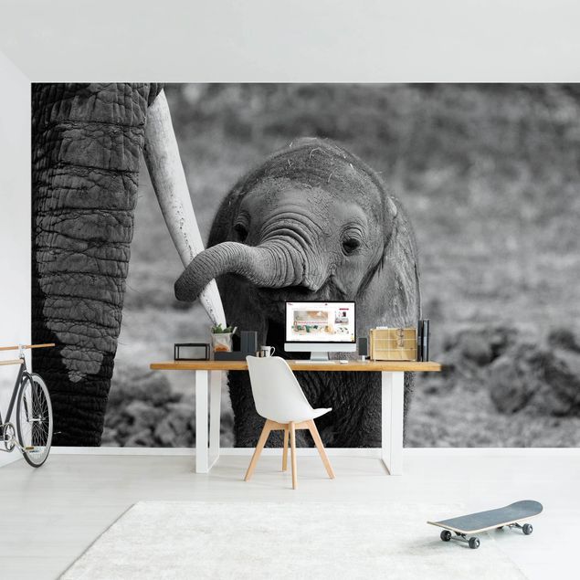 Papel pintado en blanco y negro Baby Elephant