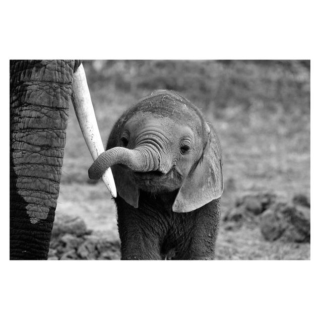 Papeles pintados Baby Elephant