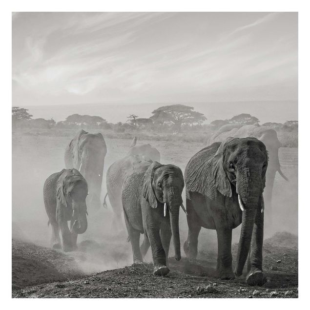 Papel pintado blanco y negro Herd Of Elephants