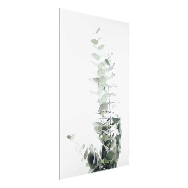 Cuadros de flores modernos Eucalyptus In White Light