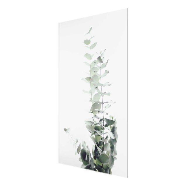 Cuadros de Monika Strigel Eucalyptus In White Light