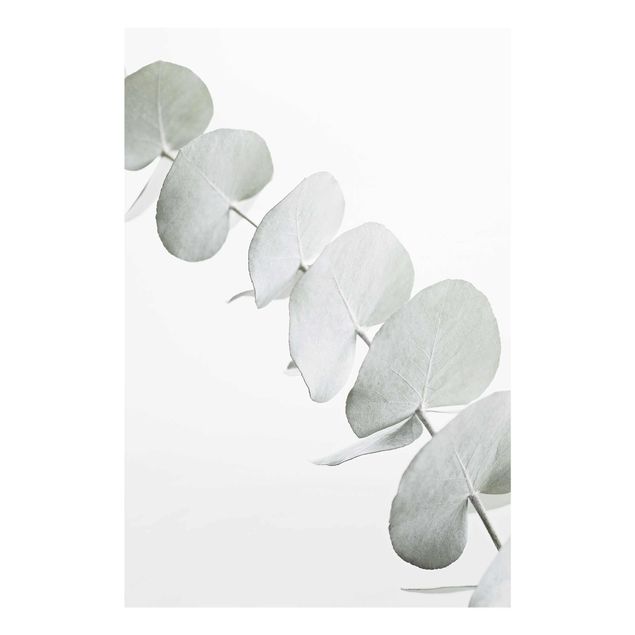 Cuadros de Monika Strigel Eucalyptus Branch In White Light
