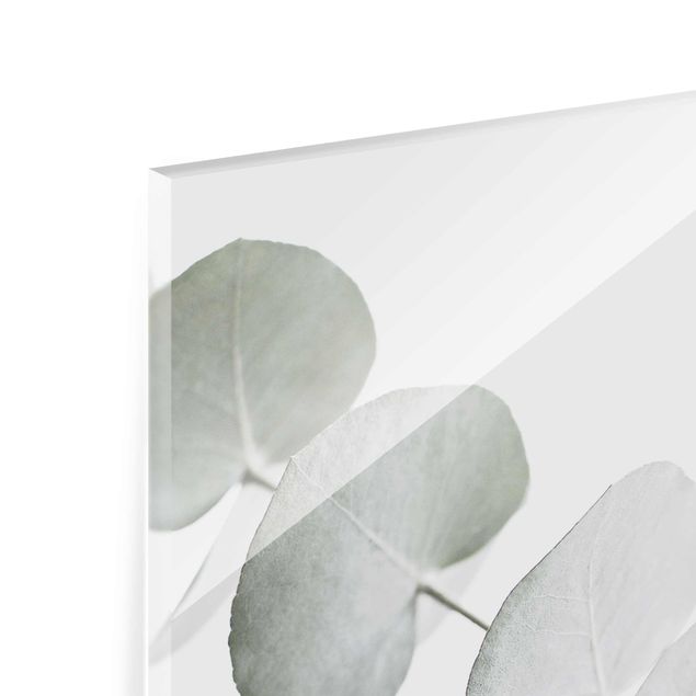 Tableros magnéticos de vidrio Eucalyptus Branch In White Light