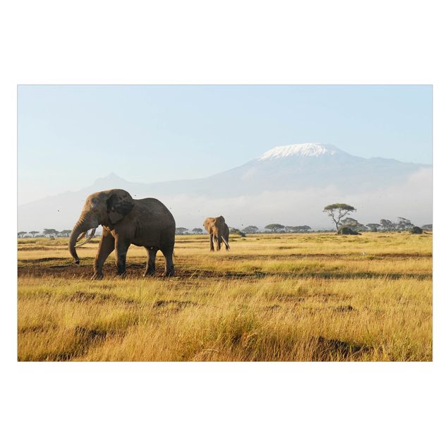 Vinilos para cristales animales Elephants In Front Of The Kilimanjaro In Kenya