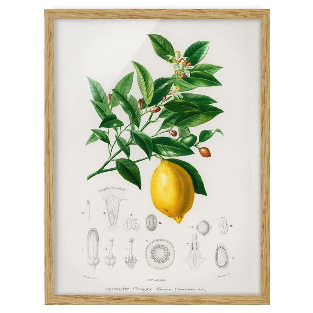 Cuadros plantas Botany Vintage Illustration Of Lemon