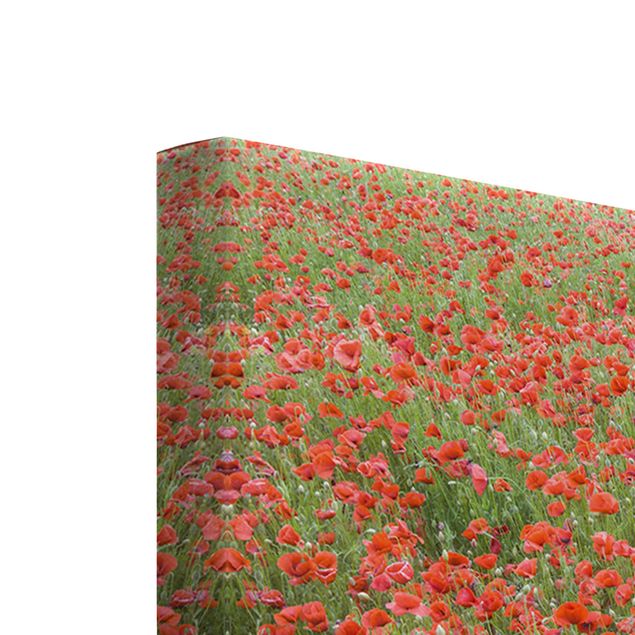 Cuadro rojo Poppy Field