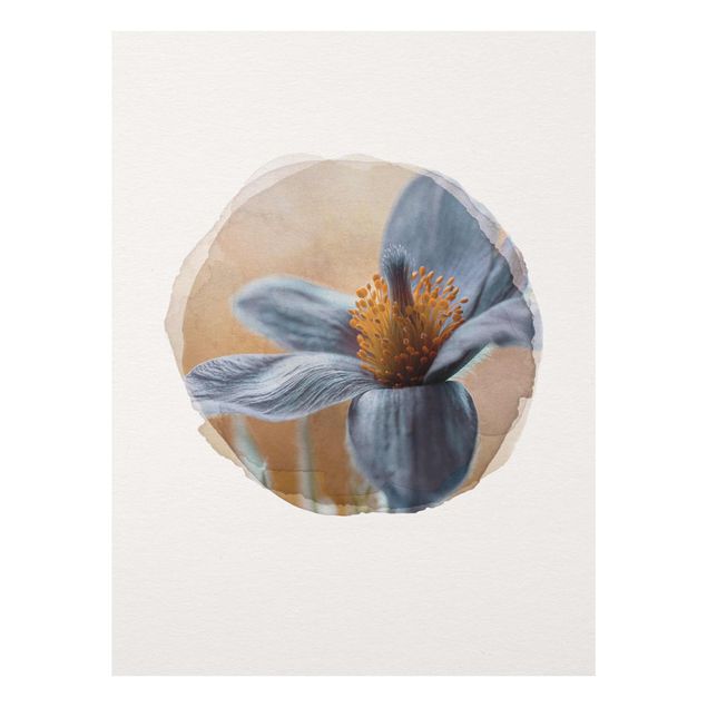 Cuadros de flores modernos WaterColours - Kuhschelle In Blue