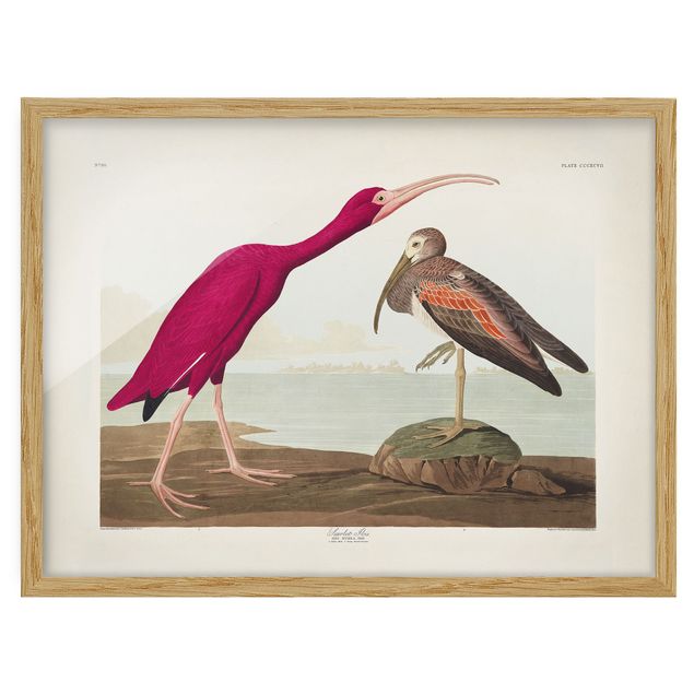 Cuadros con mar Vintage Board Red Ibis