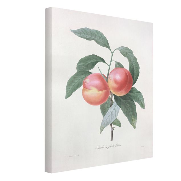 Lienzos de flores Botany Vintage Illustration Peach
