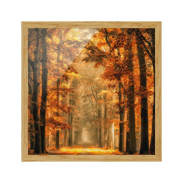 Pósters enmarcados de paisajes Enchanted Forest In Autumn