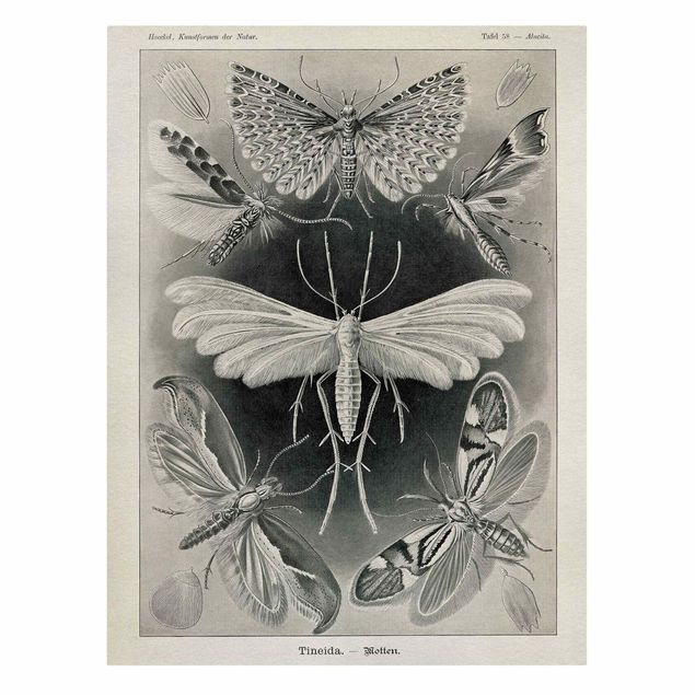 Lienzos vintage Vintage Board Moths And Butterflies