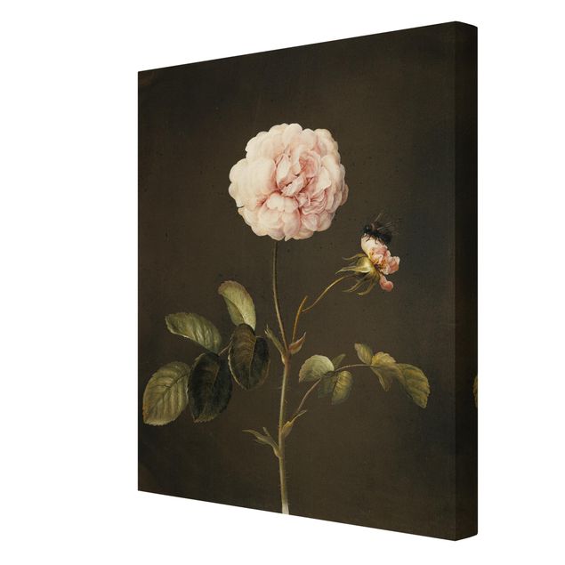 Cuadros de plantas naturales Barbara Regina Dietzsch - French Rose With Bumblbee