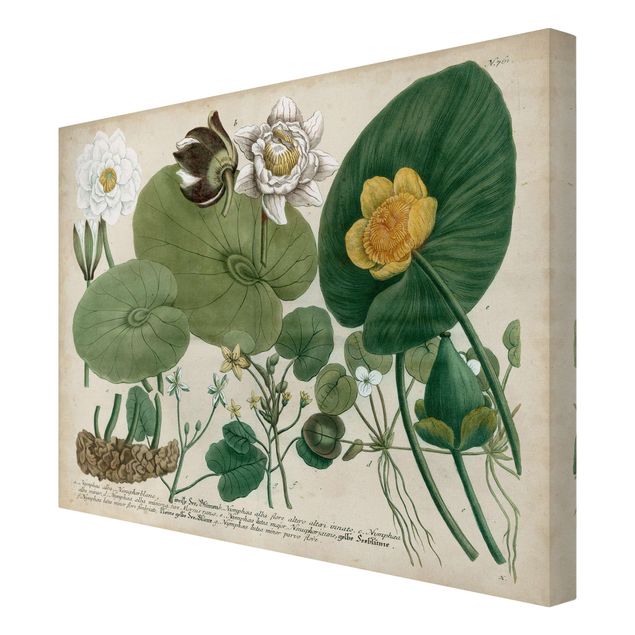 Cuadros tonos verdes Vintage Board White Water-Lily
