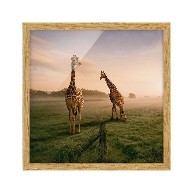 Pósters enmarcados de paisajes Surreal Giraffes
