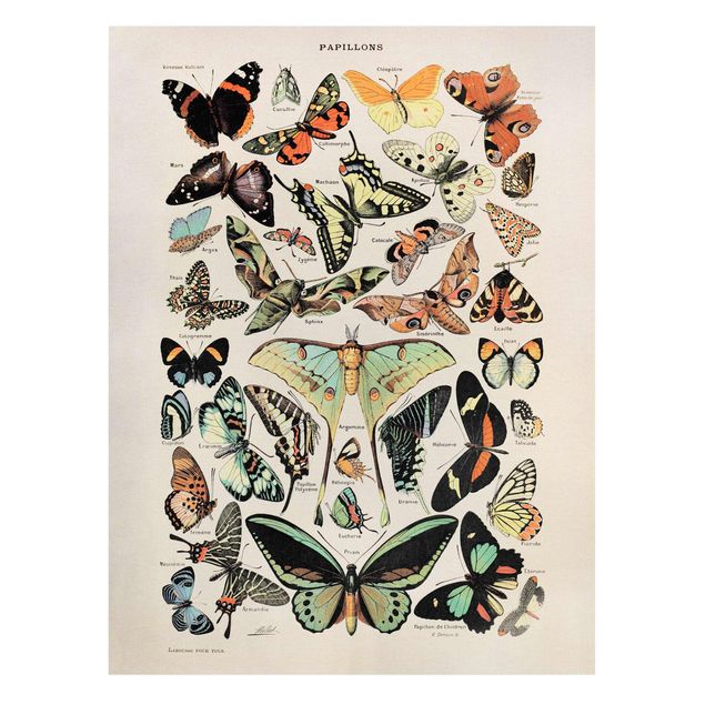 Lienzos animal Vintage Board Butterflies And Moths