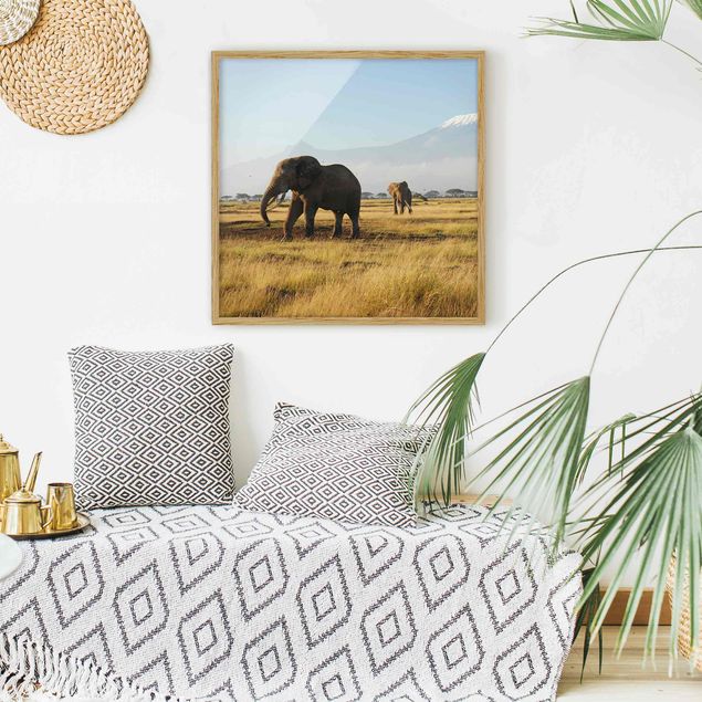 Cuadro con paisajes Elephants In Front Of The Kilimanjaro In Kenya