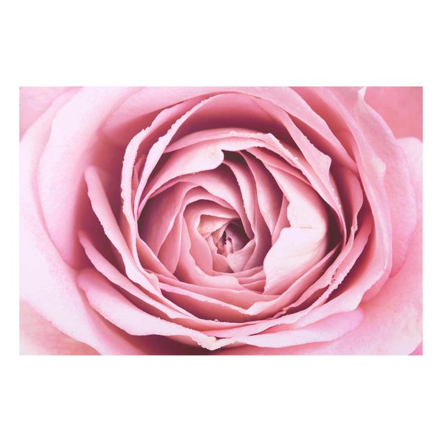 Cuadros plantas Pink Rose Blossom