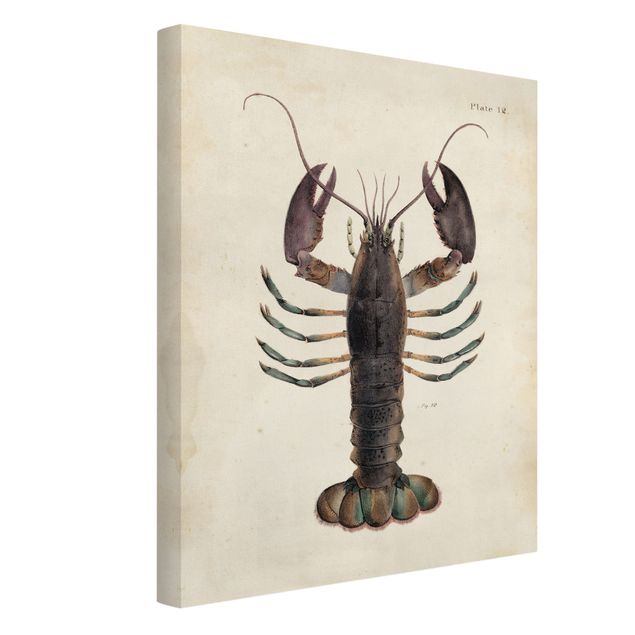 Cuadro retro Vintage Illustration Lobster