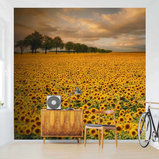 Papel pared flores Field With Sunflowers