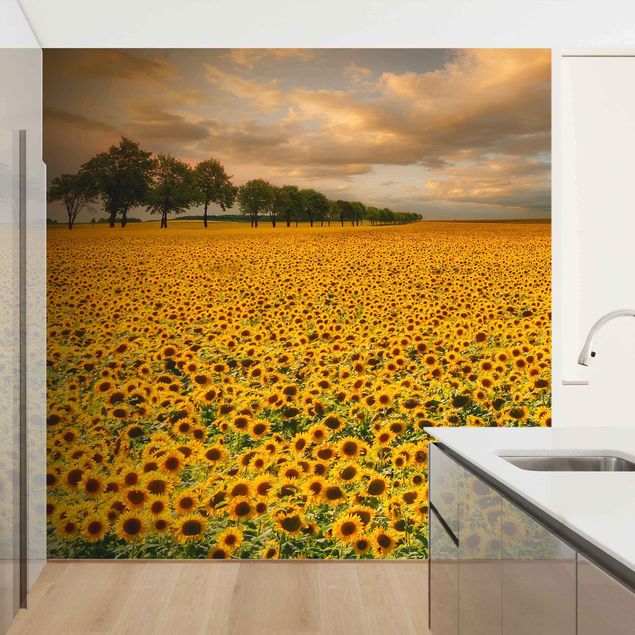 Papel pintado salón moderno Field With Sunflowers
