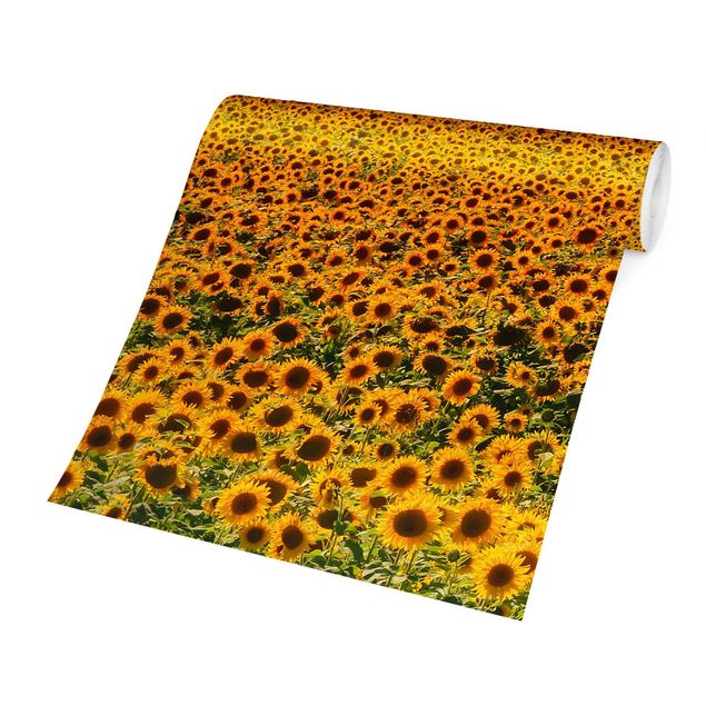 Papel pared paisaje Field With Sunflowers