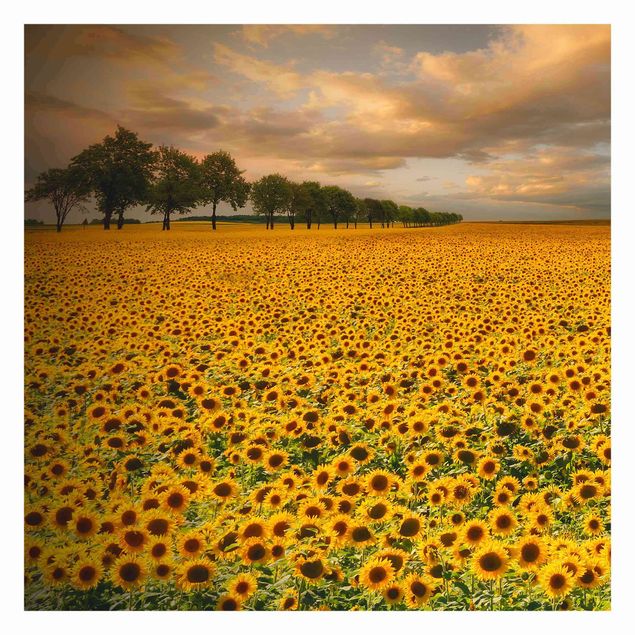 Papel pared amarillo Field With Sunflowers