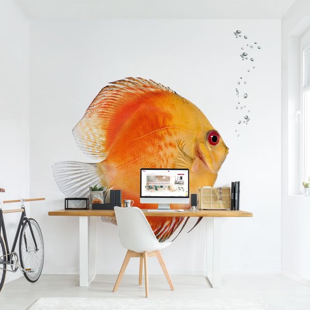 Papel pintado peces Fire Red Discus fish