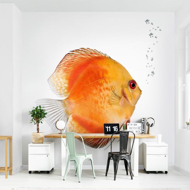 Papel pintado animales Fire Red Discus fish