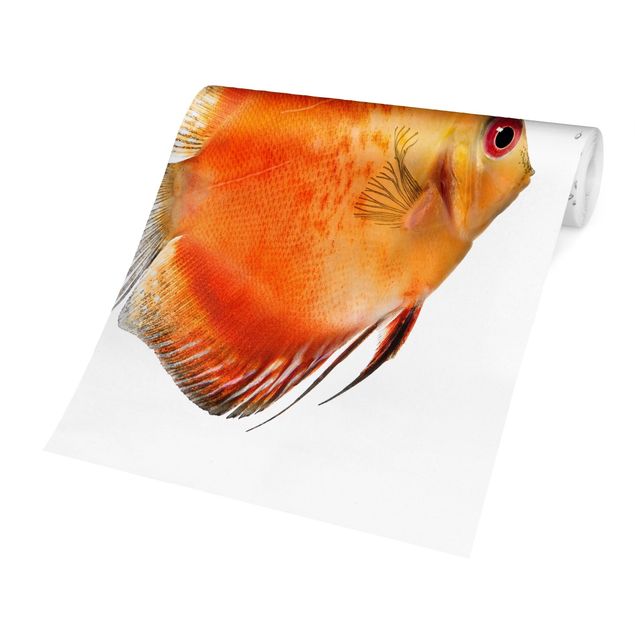 Papel pintado Fire Red Discus fish