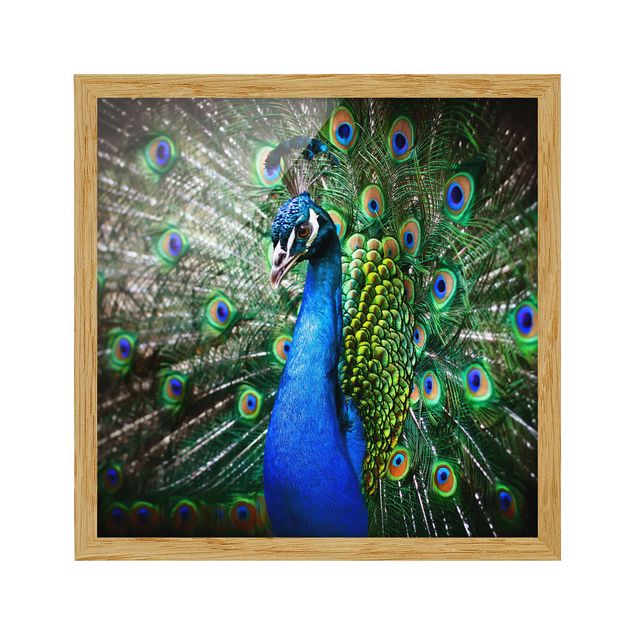 Cuadros modernos y elegantes Noble Peacock