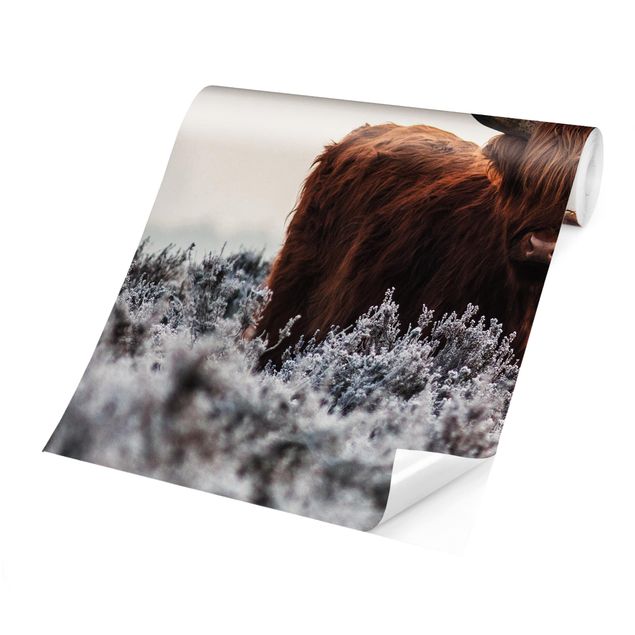 Papel de pared Bison In The Highlands