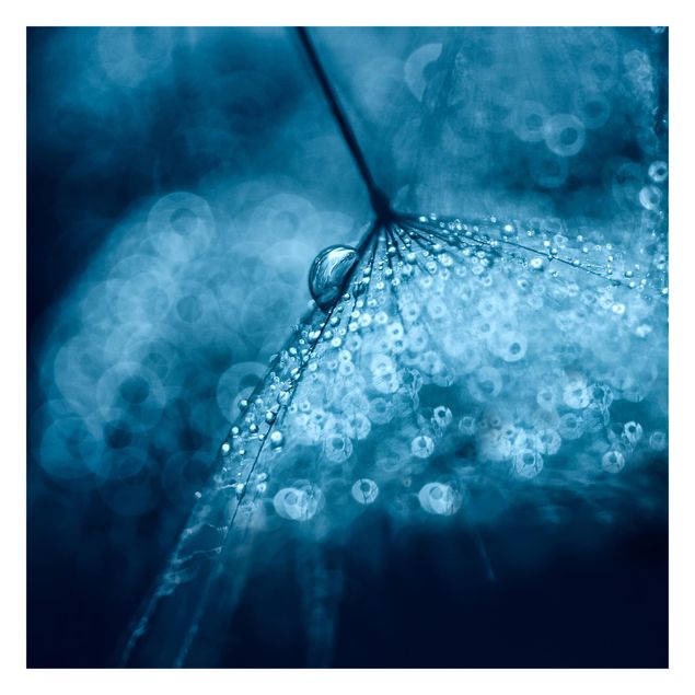 Papel de pared Blue Dandelion In The Rain