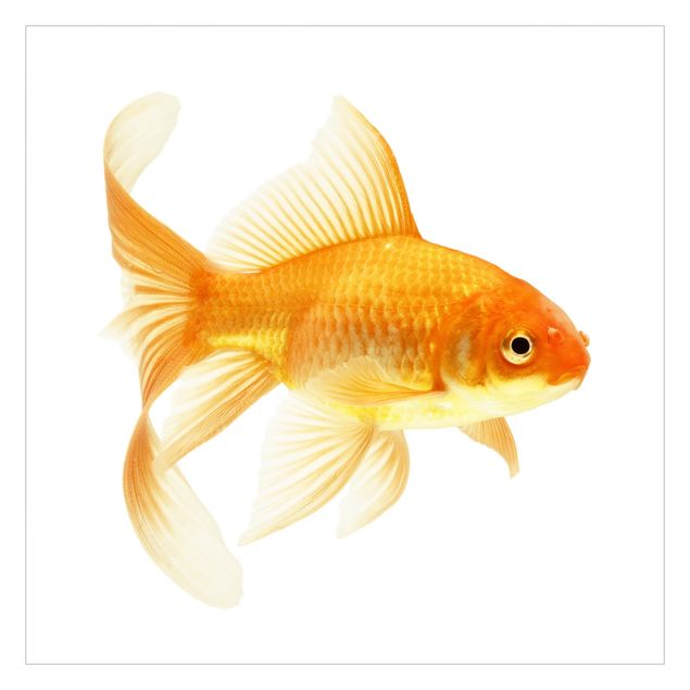 Papel de pared Ms Goldfish