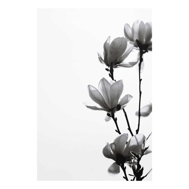 Cuadros a blanco y negro Herald Of Spring Magnolia Black And White