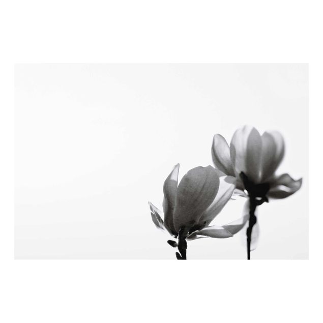 Cuadros a blanco y negro Herald Of Spring Magnolia Black And White