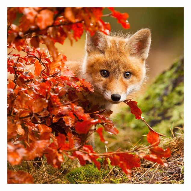 Papeles pintados Fox In Autumn
