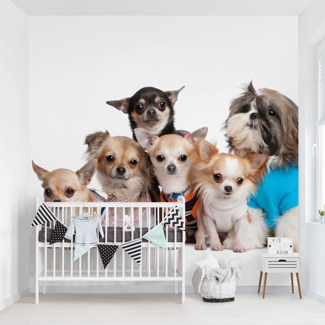 Decoración habitacion bebé Five Chihuahuas And A Shi