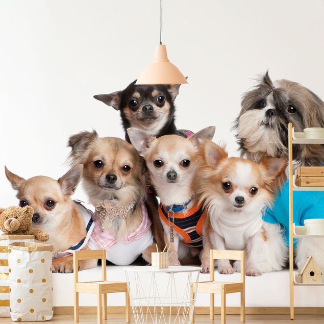 Papel pintado perros Five Chihuahuas And A Shi