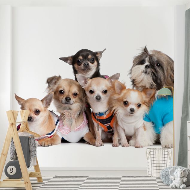Papel pared animales Five Chihuahuas And A Shi